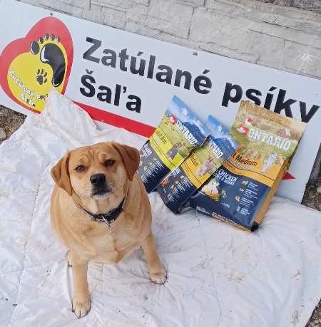 Zatulane psiky Sala